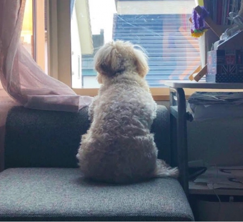 愛犬が教えてくれたこと
